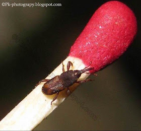 Maize Weevil