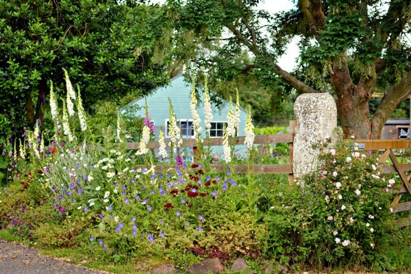 Foxgloves on roadside