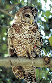 Gambar Burung Hantu