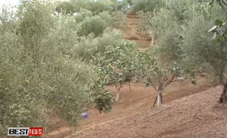 ΠΡΟΒΛΗΜΑΤΑ ΜΕ ΤΗΝ ΣΥΚΟΠΑΡΑΓΩΓΗ