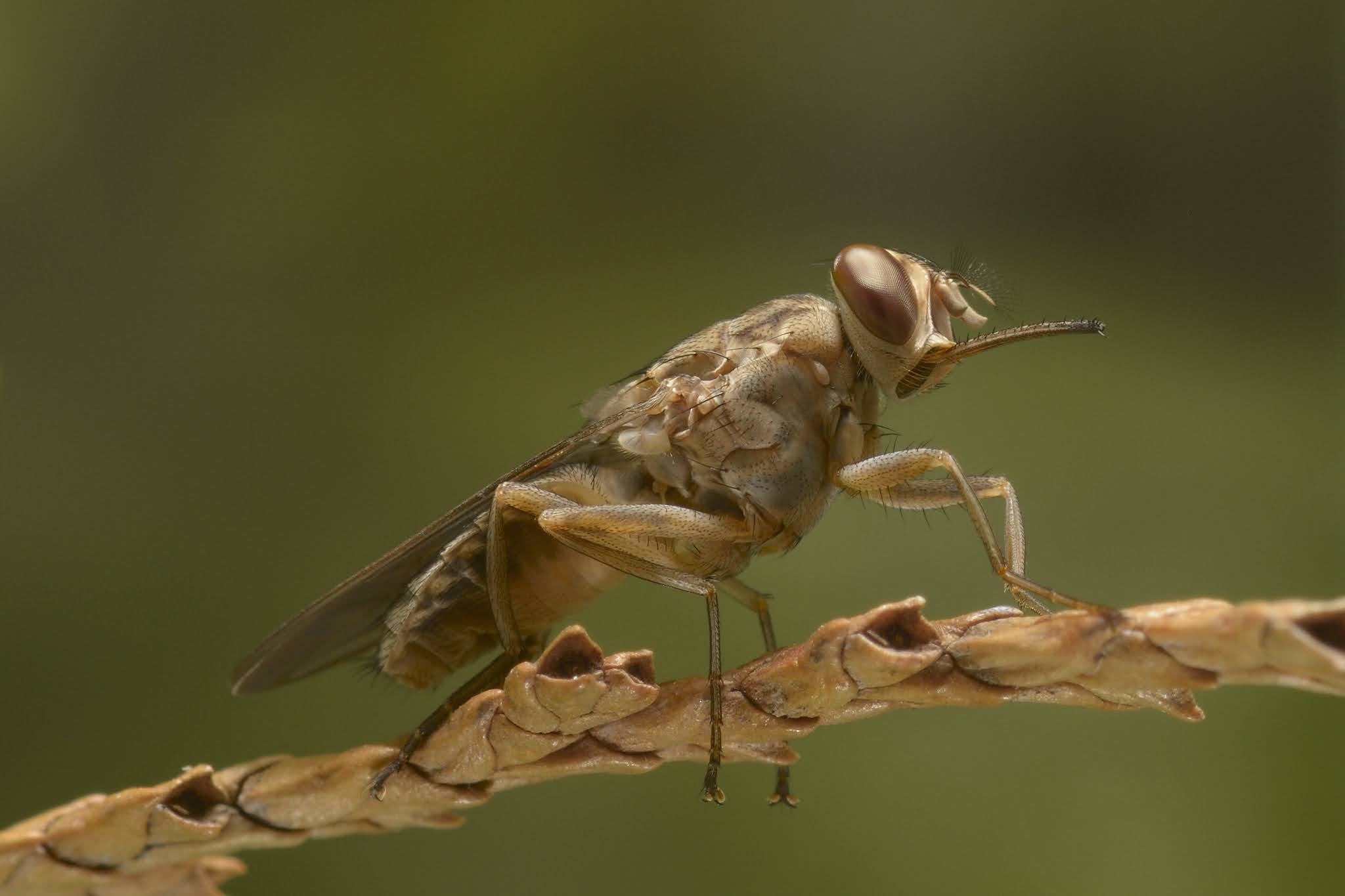 Tsetse fly, These Insect Bites Will Make You Sleep Forever