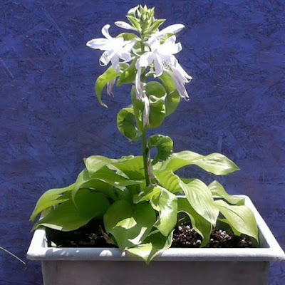 The Shining Hosta in Bloom