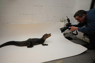 endangered animals photos, musky caiman