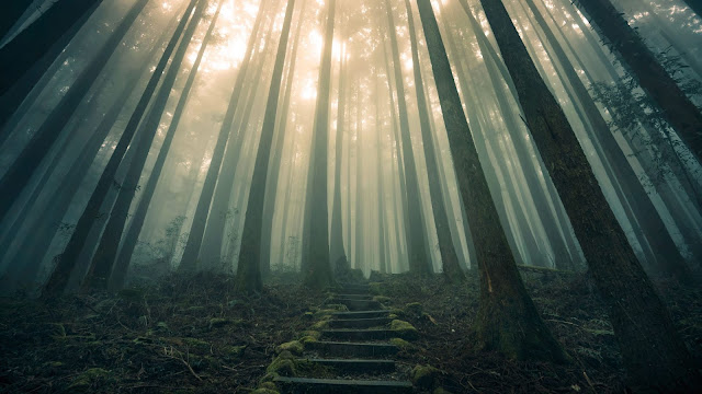 Nature, Forest, Stairs, Fog