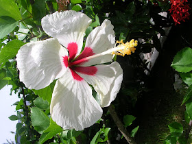 imagen  cucarda blanca