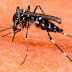 Ποιές είναι οι 9 περιοχές της Ελλάδας που απειλούνται περισσότερο από τα κουνούπια φέτος το καλοκαίρι;