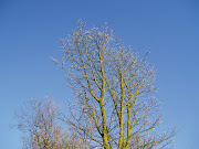 Against the deep blue of a clear sky the sun caught the buds on the ash . (th )