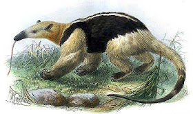 oso hormiguero de collar Tamandua tetradactyla