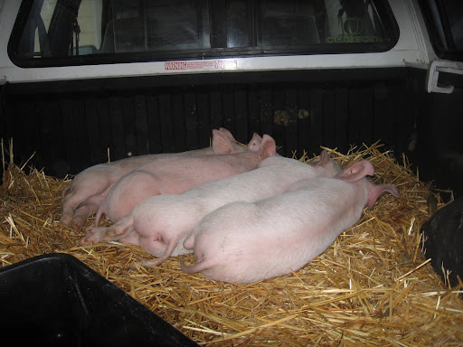 pig pile