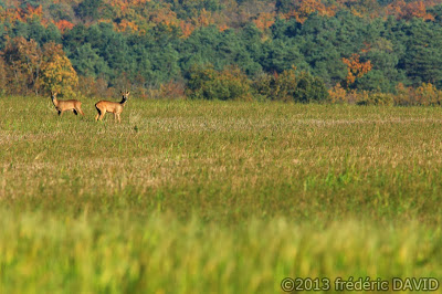 animaux cervidés nature sauvage champ campagne Seine-et-Marne