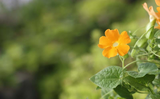 Black-Eyed Susan Vine Flowers Pictures