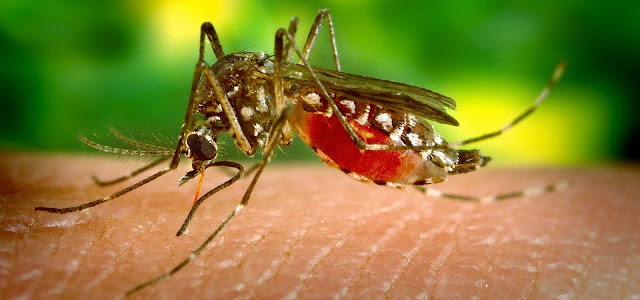 Nyamuk mengisap darah untuk memenuhi kebutuhan protein