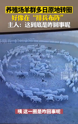 Mystery of The Flock of Sheep Walking In a Nearly Perfect Circle