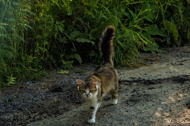 Кот идет по дороге вдоль кустов
