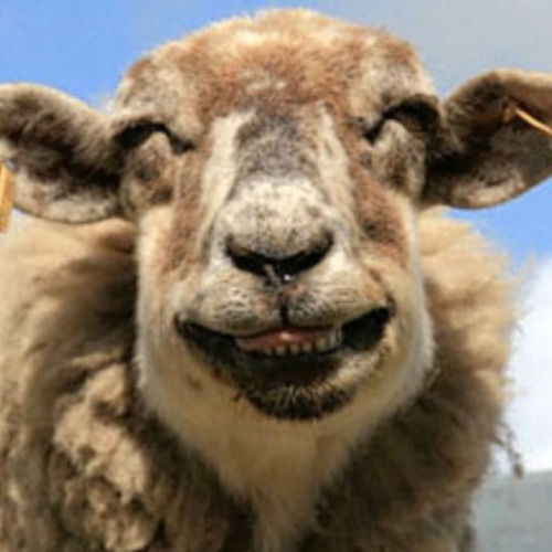 cooloddee: Funny Laughing Animals!