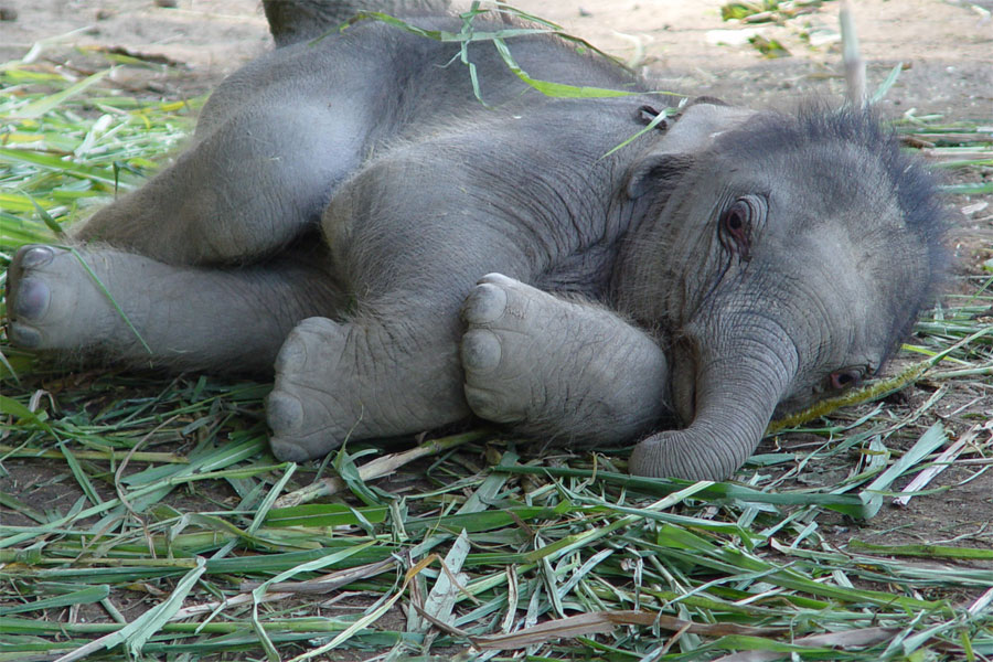 Funny Baby Elephants New Photos/Pictures 2012