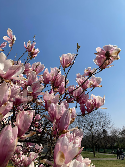 Magnolia