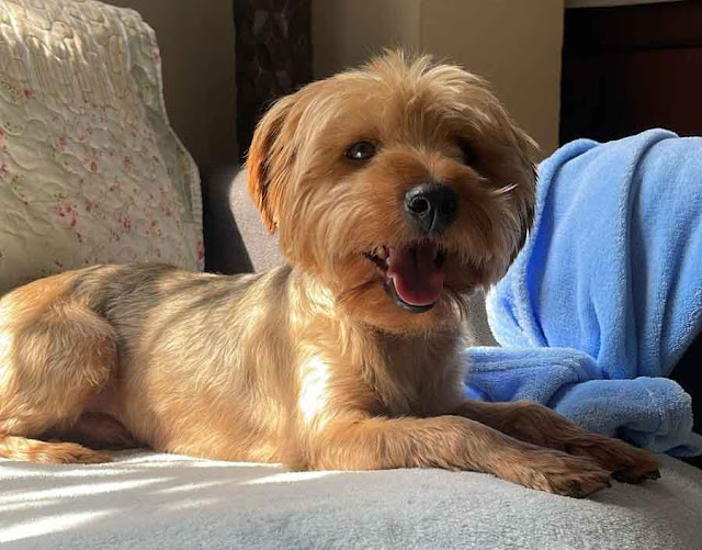 TJ Male Yorkshire Terrier to be adopted