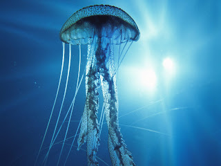 Jellyfish Wallpapers