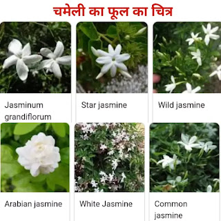 jasmine ka phool