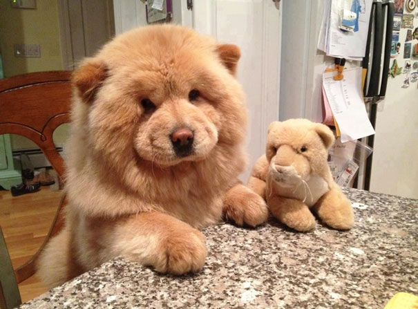 Chow Chow Puppy-1