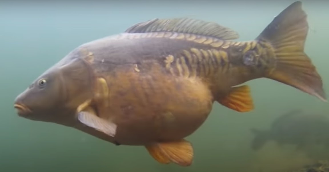 Melek Perikanan Ikan  Mas Klasifikasi  Morfologi Habitat Dll