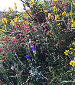 Marsh Gentian, Gentiana pneumonanthe.   Ashdown Forest, 31 August 2017.