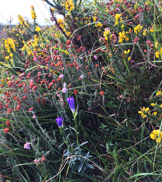 Marsh Gentian, Gentiana pneumonanthe.   Ashdown Forest, 31 August 2017.