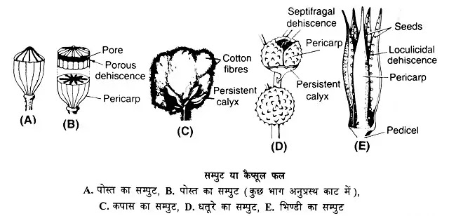 शुष्क फल (Dry fruits) किसे कहते हैं?: परिभाषा, प्रकार|hindi