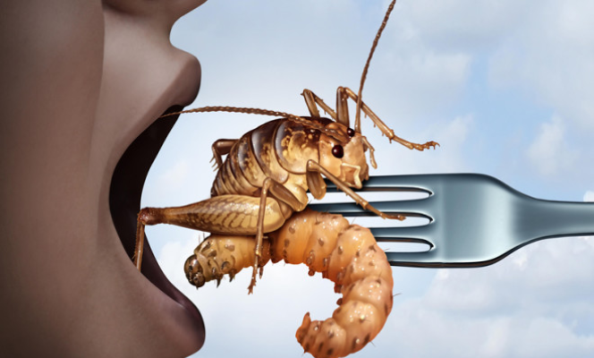 Comer larvas e insetos: os humanos se tornarão parasitas ambulantes