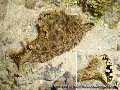 Spotted Sea Hare (Aplysia dactylomela)