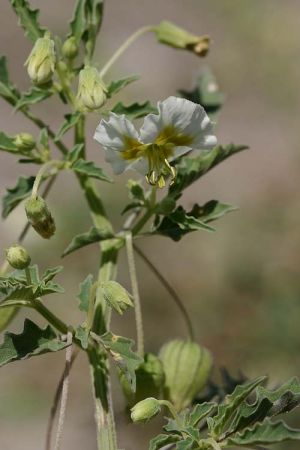 Physalis acutifolia