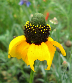 Clasping Conehead wild flower at White Rock Lake, Dallas, TX