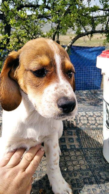 Greek rescue stray puppy dog