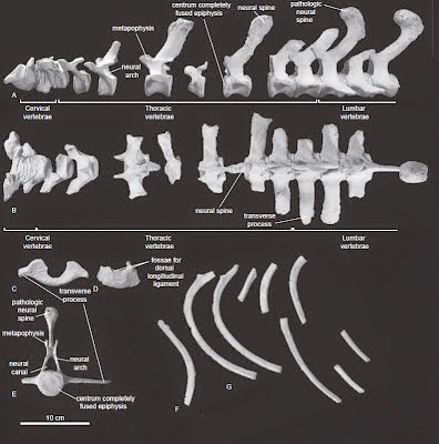 http://sciencythoughts.blogspot.co.uk/2013/09/a-fossil-porpoise-from-early-pliocene.html