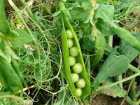 Paniers de Légumes - Paniers de fruits - bio