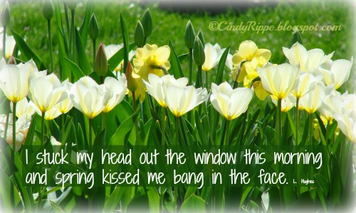 Spring Flowers, Tulips, L. Hughes quote, Anne of Green Gables, Lucy Maud Montgomery, enjoying the day, time to read a book, Florals-Family-Faith, Cindy Rippe