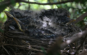 Robin nest - the babies