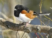 EasternTowhee1