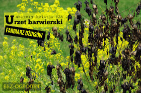 urzet barwierski sekrety kwiatów