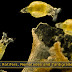 Rotifers, Nematodes and Tardigrades Stock Microscopic Photography