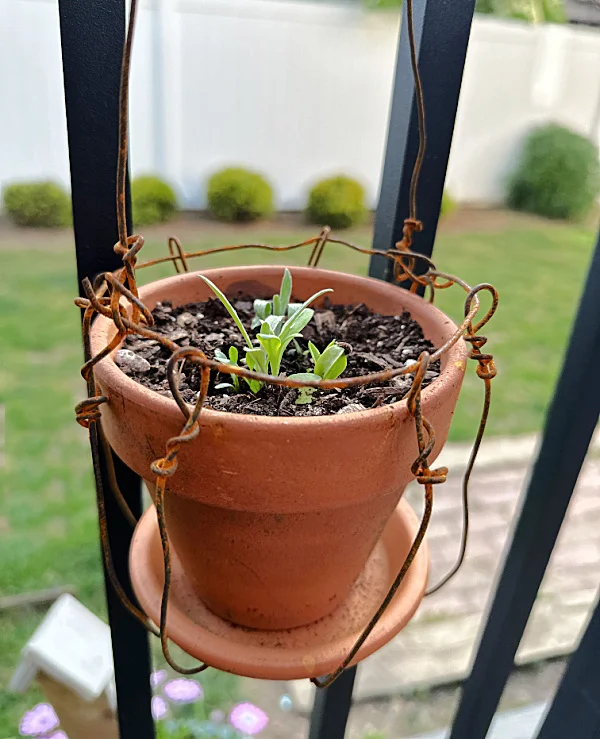 rusty rebar wire plant hanger on fence