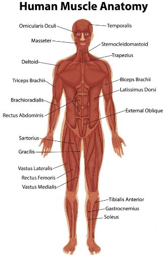 anatomi otot manusia