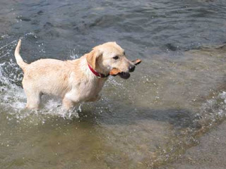 Labrador Retriever Training Practical Commands Training