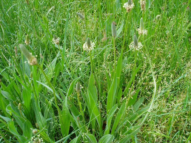 LLANTÉN: Plantago lanceolata