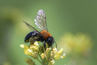 abeja-minera-andrena-thoracica-