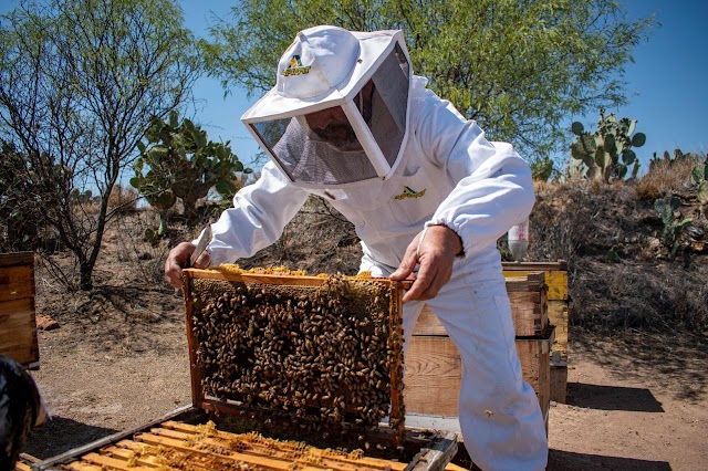 GOBIERNO DEL ESTADO APOYA A PRODUCTORES DE MIEL PARA QUE ADQUIERAN ALIMENTO PARA ABEJAS.