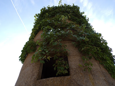 Looking up at an old silo covered in ivy