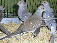 Diamond Dove Birds