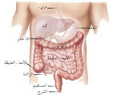 عناصر القنات الهضمية